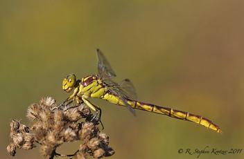 Stylurus ivae, female